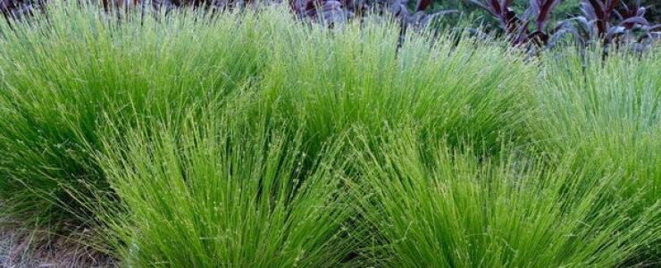 Sedges used in a garden