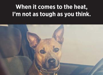 A dog left in a hot car