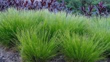 Sedges used in a garden